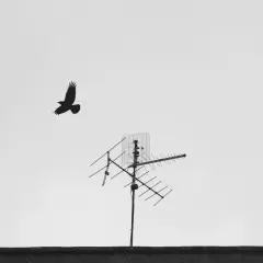 Ptak leci obok starej anteny telewizyjnej. Czy trzeba mieć antenę do telewizora, by oglądać świat?