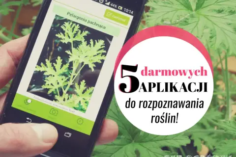 Darmowa aplikacja do rozpoznawania roślin po polsku identyfikuje pelargonię pachnącą. Idealna dla każdego ogrodnika!