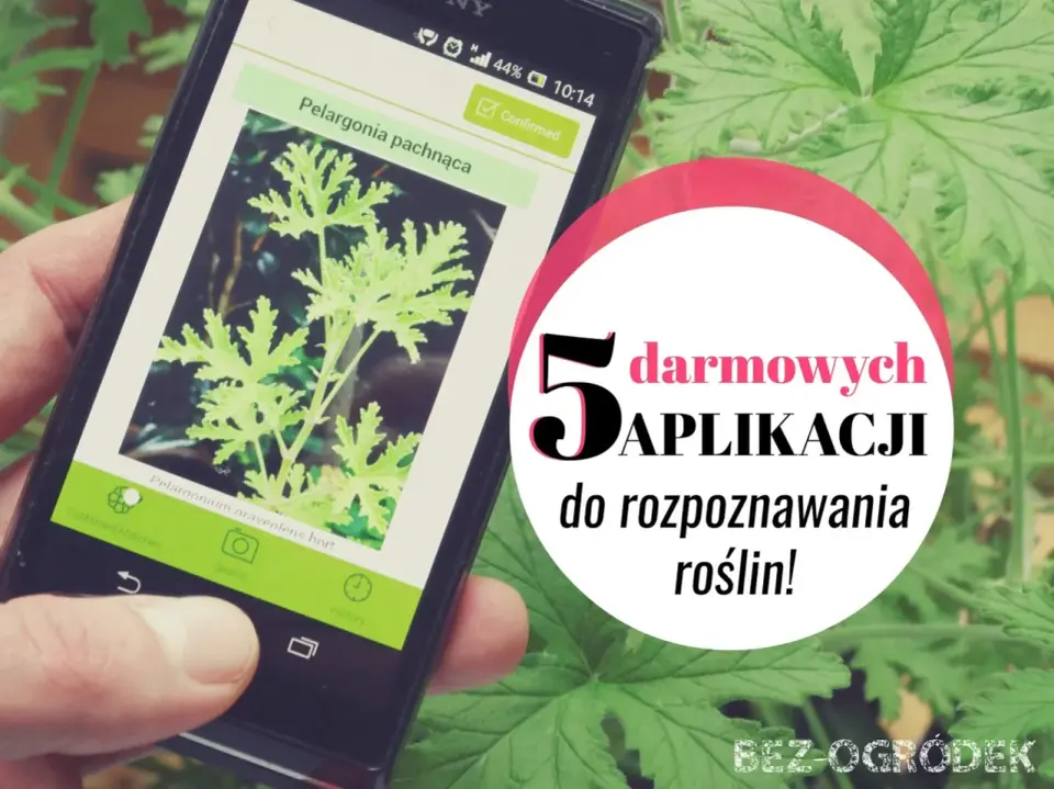 Darmowa aplikacja do rozpoznawania roślin po polsku - co wybrać?